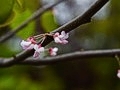 Cercis occidentalis IMG_2347 Judaszowiec zachodni